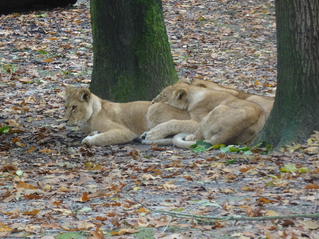 Lions at the Safari Area at Burgers` Zoo