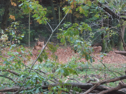 Lions at the Safari Area at Burgers` Zoo