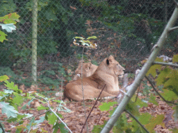 Lions at the Safari Area at Burgers` Zoo