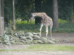 Rothschild`s Giraffe at the Safari Area of Burgers` Zoo