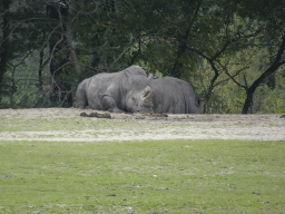 Square-lipped Rhinoceroses at the Safari Area of Burgers` Zoo