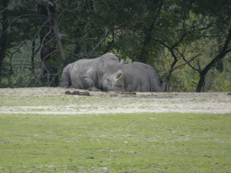 arnhem_5_283 - 360 kb - 1024x768 - Square-lipped Rhinoceroses at the Safari Area of Burgers` Zoo Square-lipped Rhinoceroses at the Safari Area of Burgers` Zoo