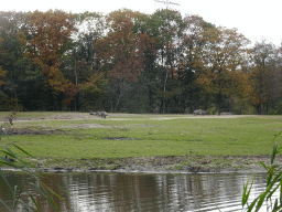 Blue Wildebeests and Square-lipped Rhinoceroses at the Safari Area of Burgers` Zoo