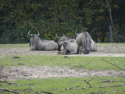 Blue Wildebeests at the Safari Area of Burgers` Zoo