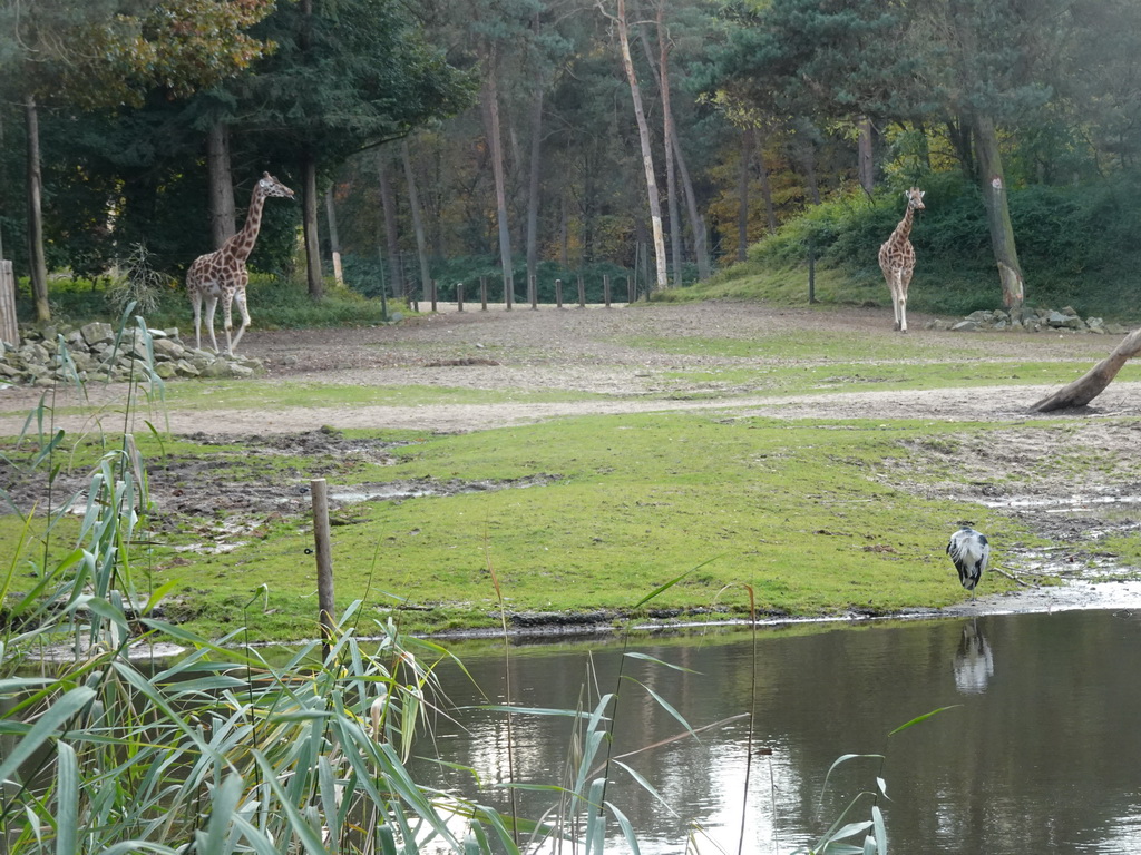 Rothschild`s Giraffes and Heron at the Safari Area of Burgers` Zoo
