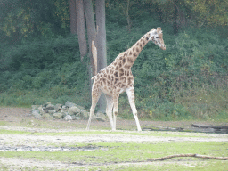 Rothschild`s Giraffe at the Safari Area of Burgers` Zoo