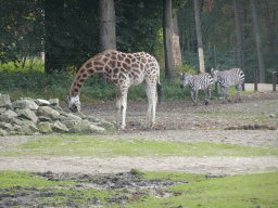 Rothschild`s Giraffe and Grant`s Zebras at the Safari Area of Burgers` Zoo