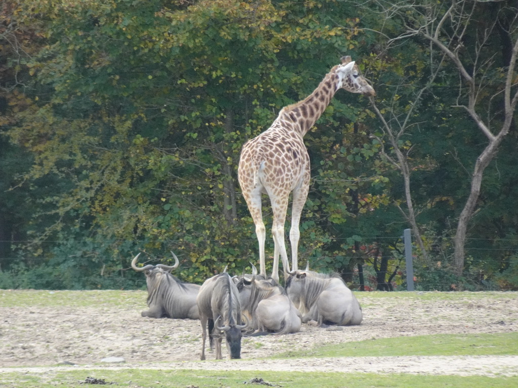 Rothschild`s Giraffe and Blue Wildebeests at the Safari Area of Burgers` Zoo