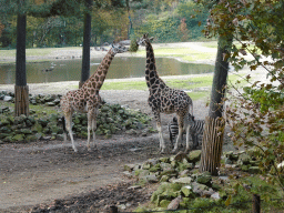 Rothschild`s Giraffes, Grant`s Zebras and Blue Wildebeests at the Safari Area of Burgers` Zoo