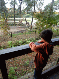 Max looking at the Rothschild`s Giraffes and Grant`s Zebras at the Safari Area of Burgers` Zoo