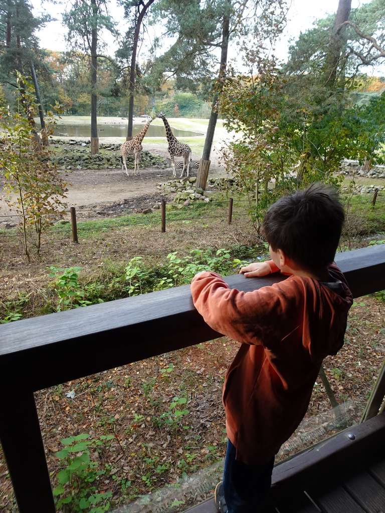 Max looking at the Rothschild`s Giraffes and Grant`s Zebras at the Safari Area of Burgers` Zoo