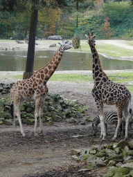 Rothschild`s Giraffes, Grant`s Zebras, Blue Wildebeests and Square-lipped Rhinoceroses at the Safari Area of Burgers` Zoo