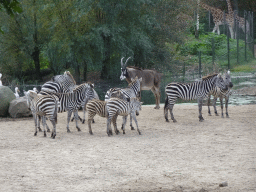 Grant`s Zebras, Roan Antelope, Rothschild`s Giraffes and Pelicans at the Safari Area of Burgers` Zoo