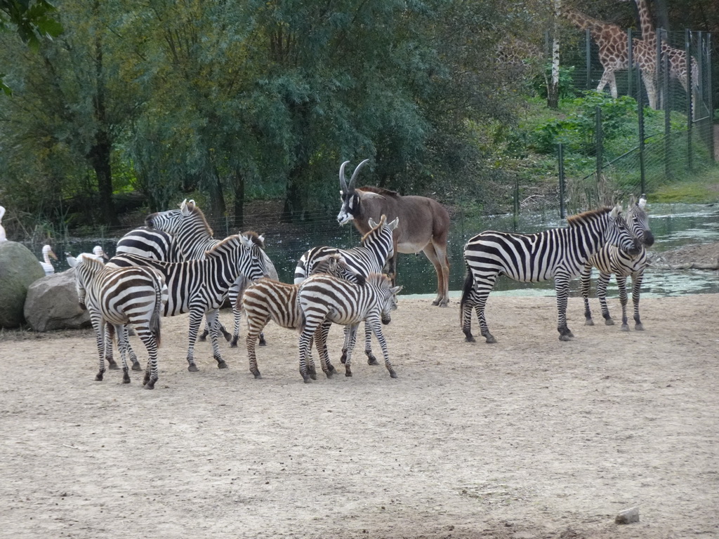 Grant`s Zebras, Roan Antelope, Rothschild`s Giraffes and Pelicans at the Safari Area of Burgers` Zoo