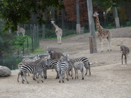 Grant`s Zebras, Roan Antelopes and Rothschild`s Giraffes at the Safari Area of Burgers` Zoo