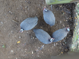 Guineafowls at the Safari Area of Burgers` Zoo