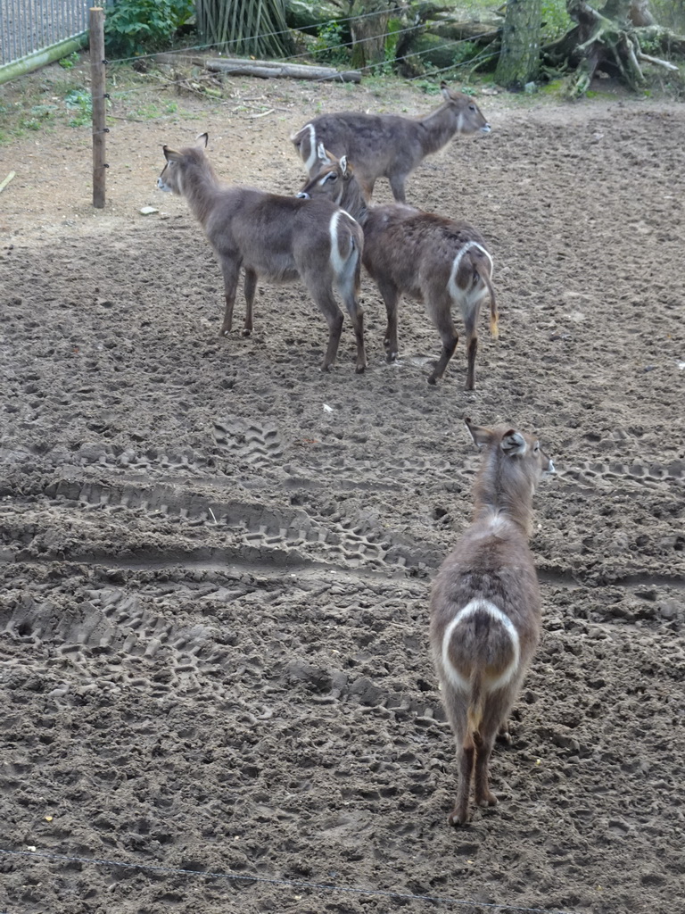 Ellipse Waterbucks at the Safari Area of Burgers` Zoo