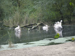 Pelicans at the Safari Area of Burgers` Zoo