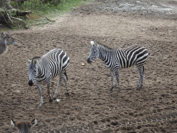 Ellipse Waterbucks and Grant`s Zebras at the Safari Area of Burgers` Zoo