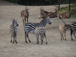 Roan Antelopes and Grant`s Zebras at the Safari Area of Burgers` Zoo