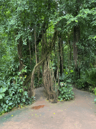 Trees with lianas at the Bush Hall of Burgers` Zoo