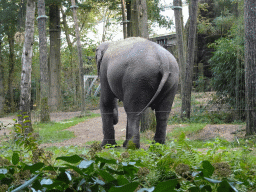 Asian Elephant at the Park Area of Burgers` Zoo