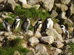 African Penguins at the Park Area of Burgers` Zoo