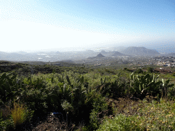 Cactuses at a parking place next to the Calle Camino-Real street, with a view on mountains, hills and greenhouses on the south side of the island