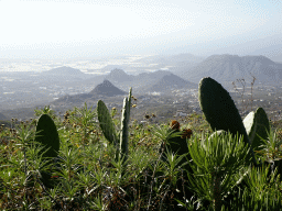 Cactuses at a parking place next to the Calle Camino-Real street just southwest of the town of La Escalona, with a view on mountains, hills and greenhouses on the south side of the island