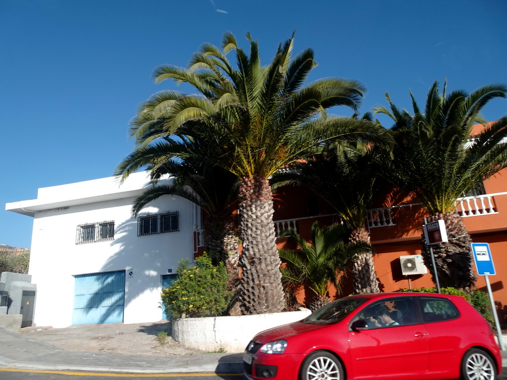 Palm trees and houses at the TF-51 road at the west side of town, viewed from the rental car