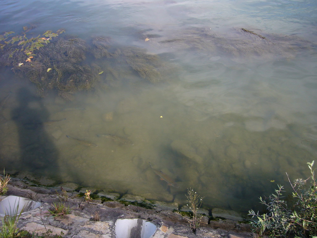 Fish in the Rhône river, viewed from the Chemin des Berges street