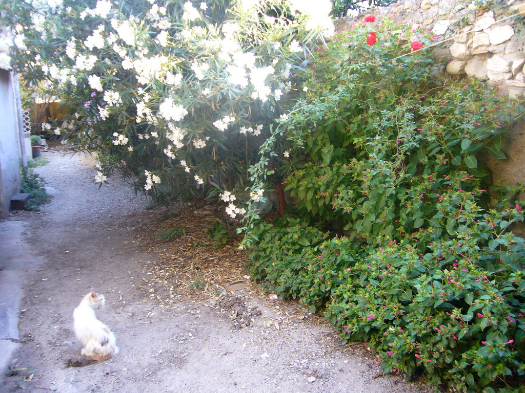 Cat and plants in an alley in the city center