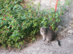 Cat and plants in an alley in the city center