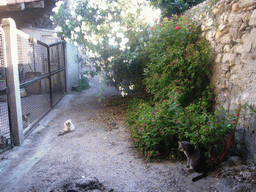 Cats and plants in an alley in the city center