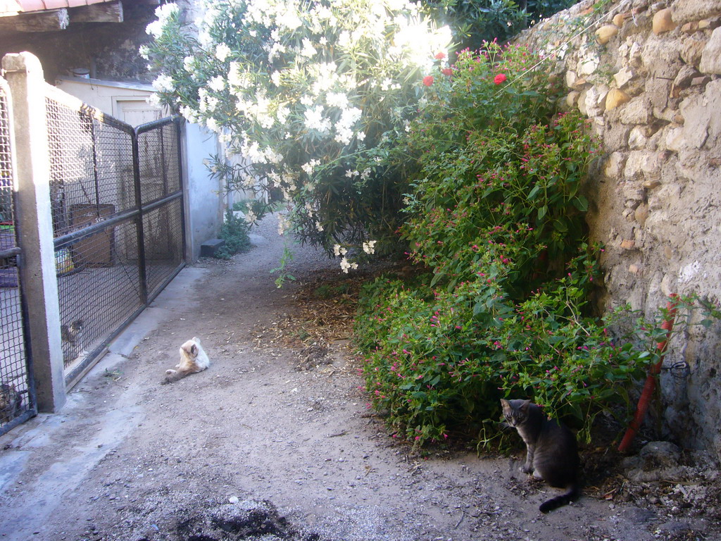 Cats and plants in an alley in the city center