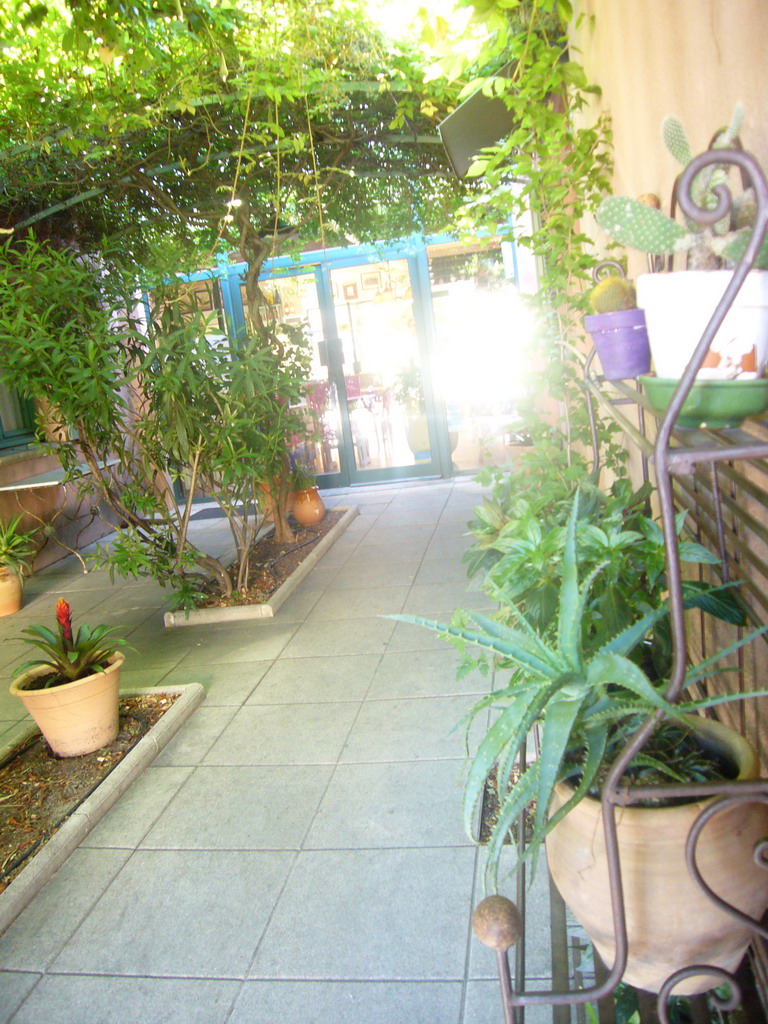 Plants at the courtyard of the Vert Hôtel