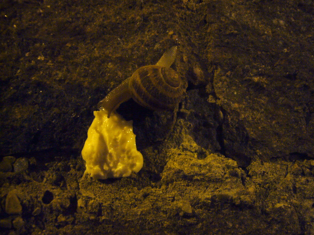 Snail eating cheese at a restaurant in the city center