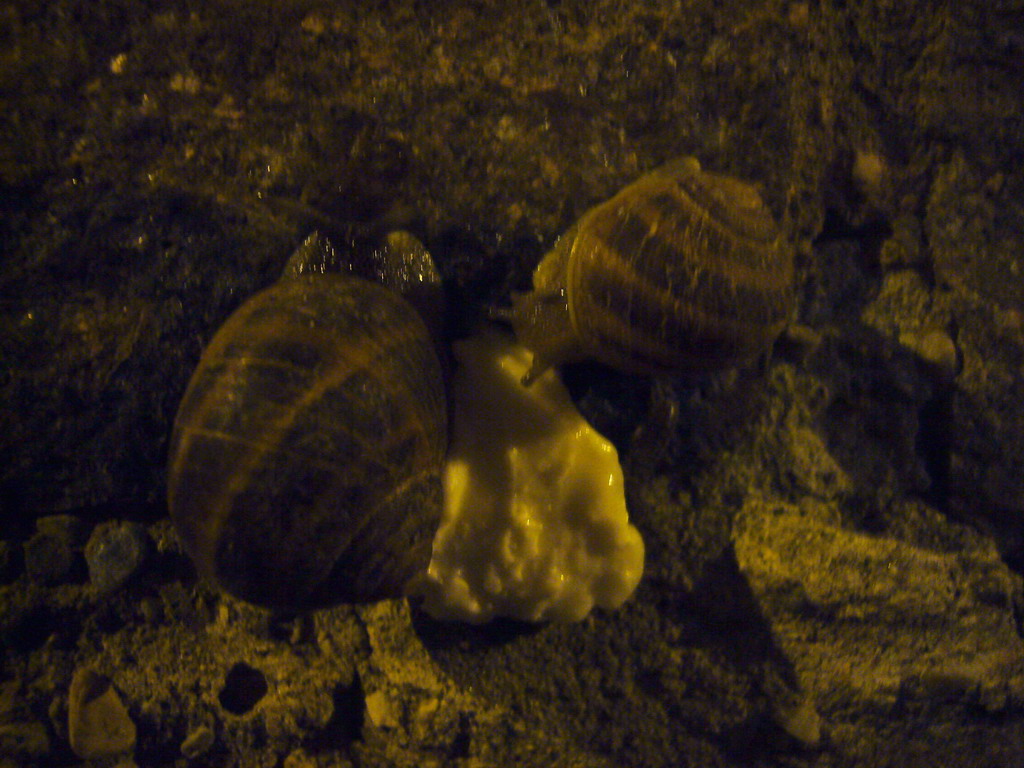 Snails eating cheese at a restaurant in the city center