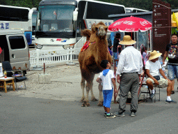 Camel at the parking lot of the Badaling Great Wall