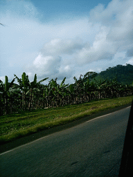 Trees along the road from Douala, viewed from the car