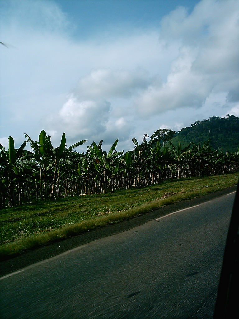 Trees along the road from Douala, viewed from the car