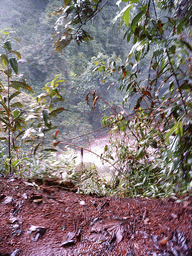 Plants near the Mouankeu Waterfall