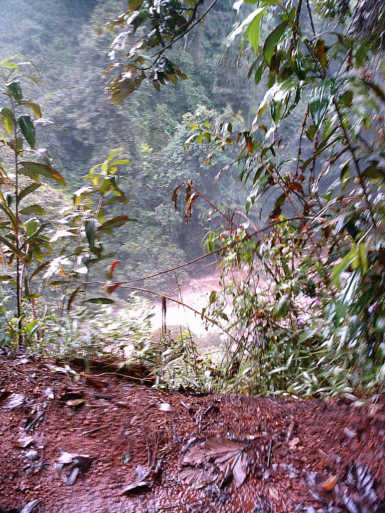 Plants near the Mouankeu Waterfall