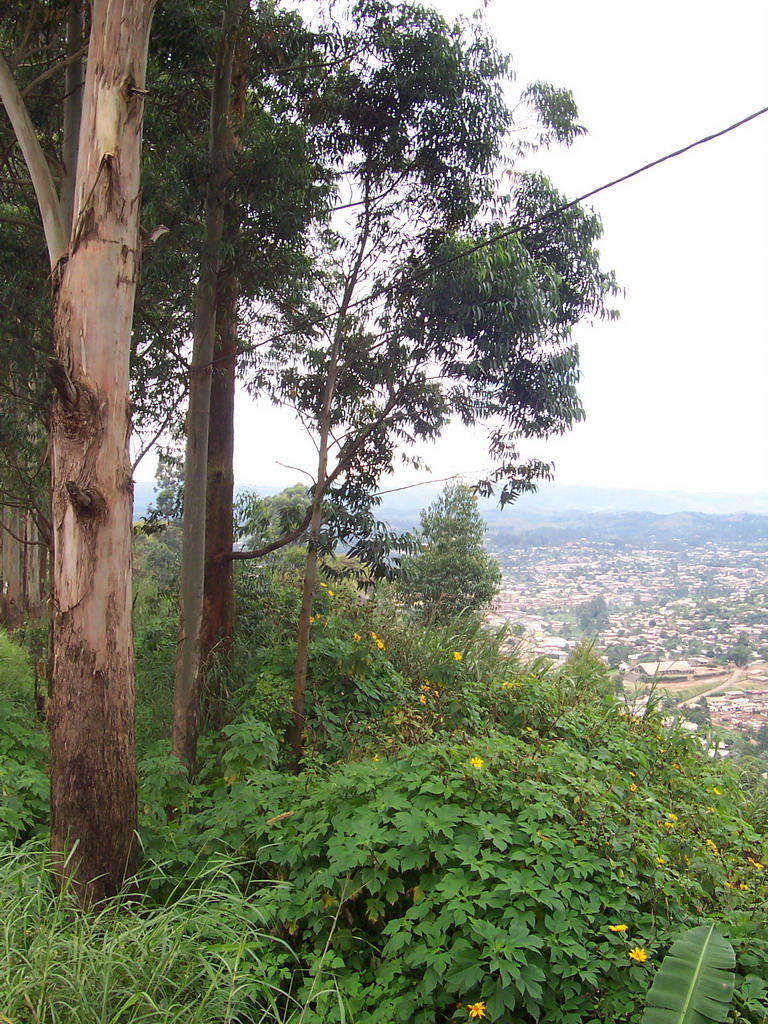 Trees and the south side of the city, viewed from the road from Bafoussam