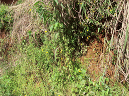 Plants next to the road to the Menchum Waterfall