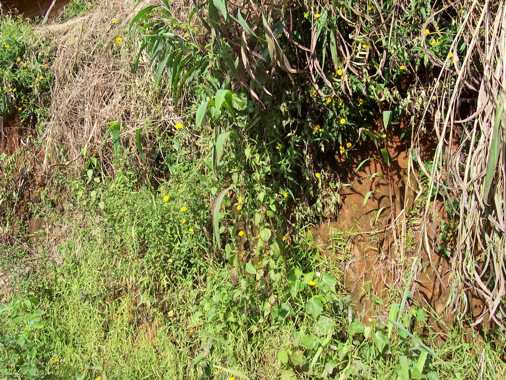 Plants next to the road to the Menchum Waterfall