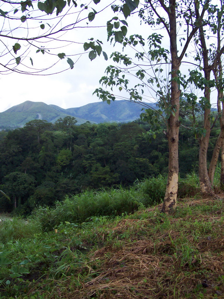 Trees and mountains next to the road from the Menchum Waterfall