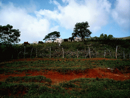 Grassland with cows along the road to Douala