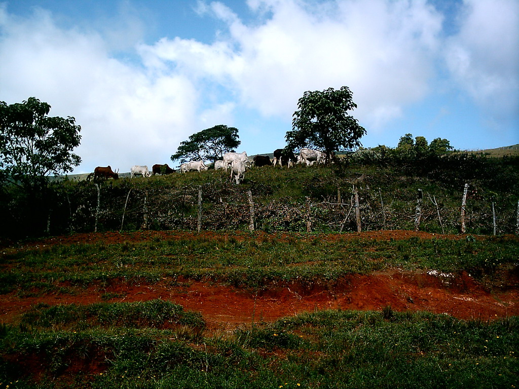 Grassland with cows along the road to Douala