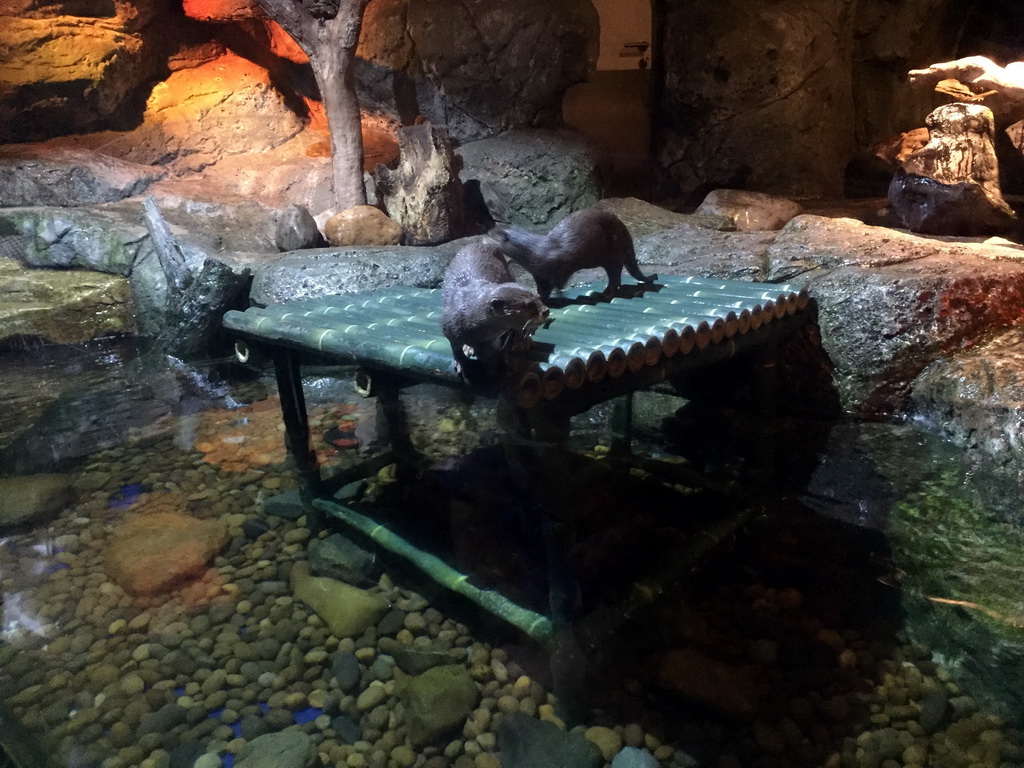 Short Clawed Otters at the Rocky Shore zone of the Sea Life Bangkok Ocean World